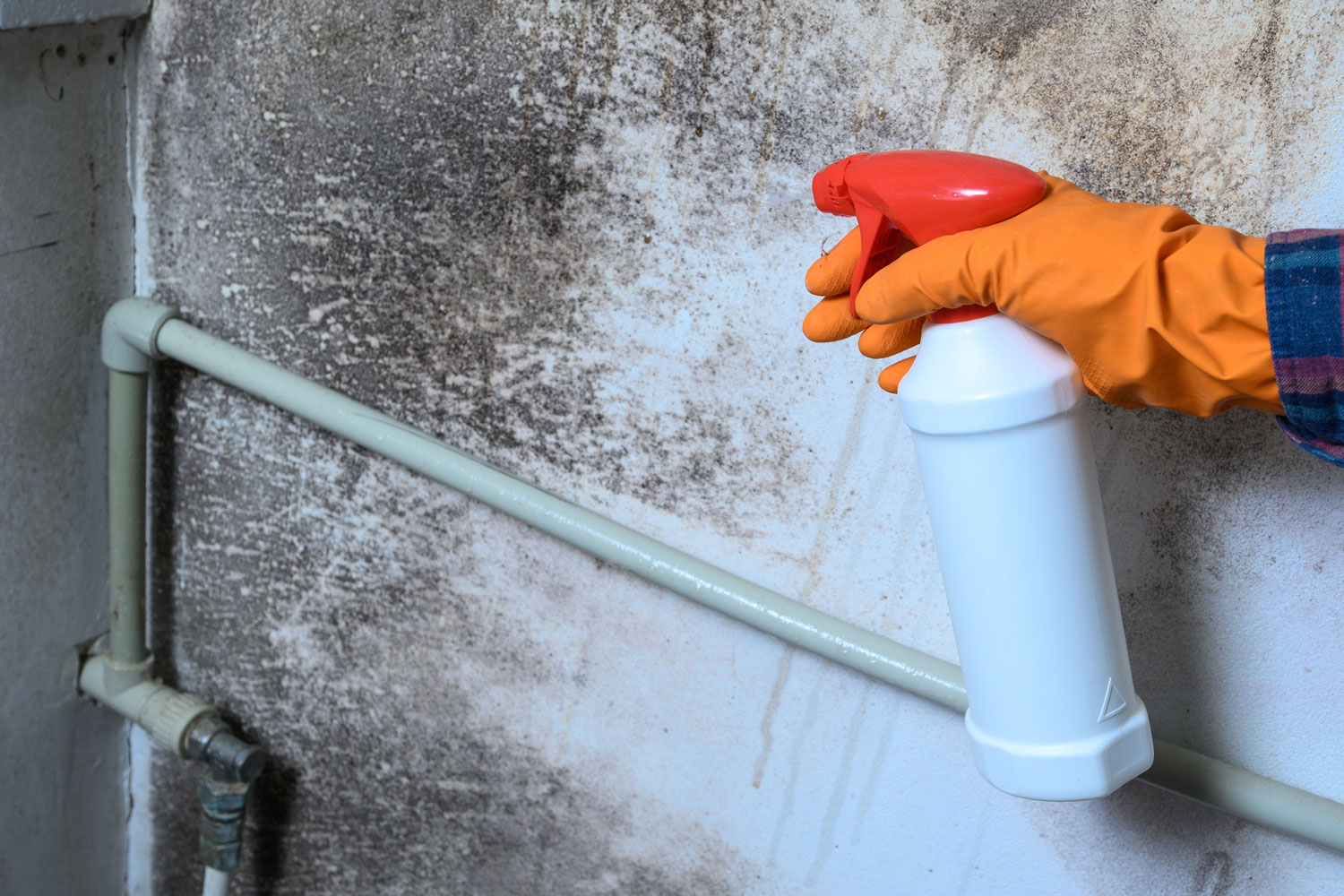 https://www.buffalohomeremodelingtx.com/Buffalo-Mold-Remeditation-Header-FAQS