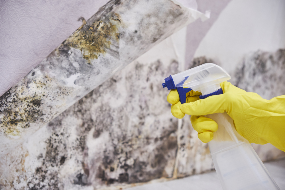 https://www.buffalohomeremodelingtx.com/buffalo-home-remodeling-and-remediation-applying-mold-removal-solution