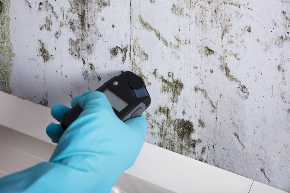 https://www.buffalohomeremodelingtx.com/buffalo-home-remodeling-and-remediation-measuring-wetness-of-moldy-wall