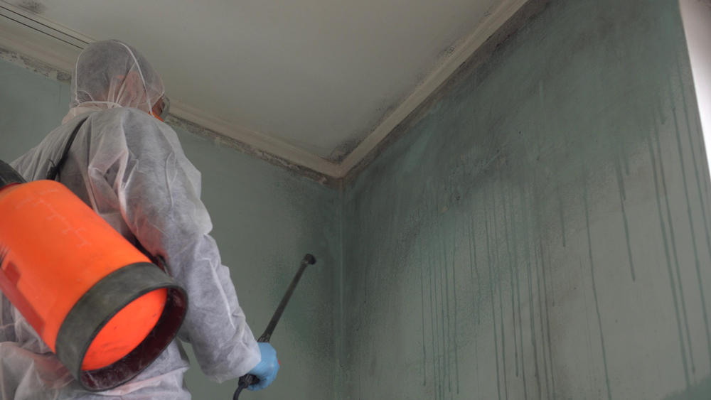 https://www.buffalohomeremodelingtx.com/buffalo-home-remodeling-and-remediation-mold-remediation-specialist