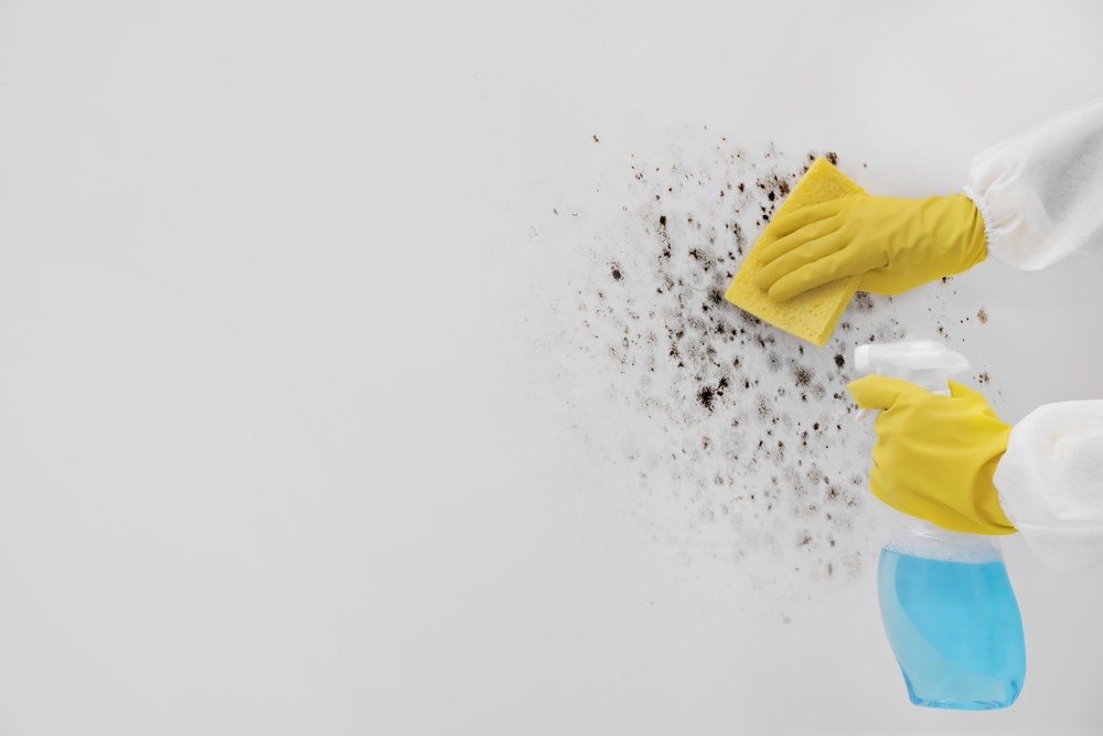 https://www.buffalohomeremodelingtx.com/buffalo-home-remodeling-and-remediation-spraying-mold-with-solution