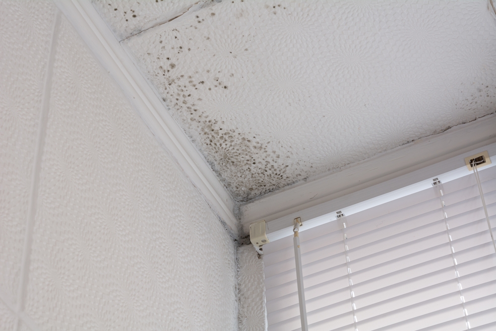 Buffalo Home Remodeling and Remediation Mold Remediation Service